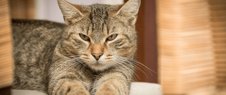 astrologie du chat